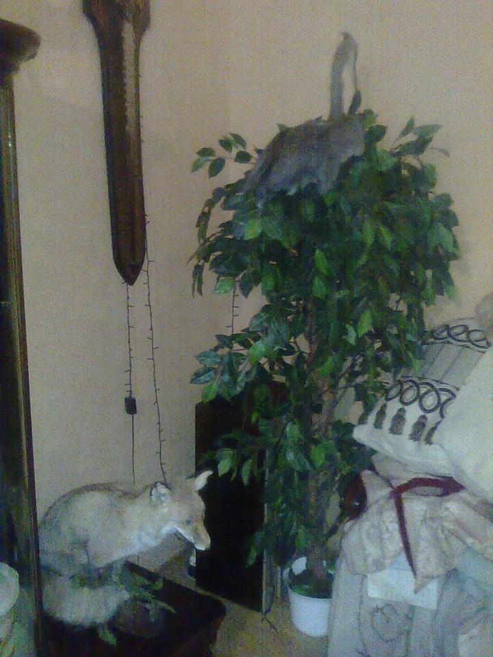 Фото квартиры 10