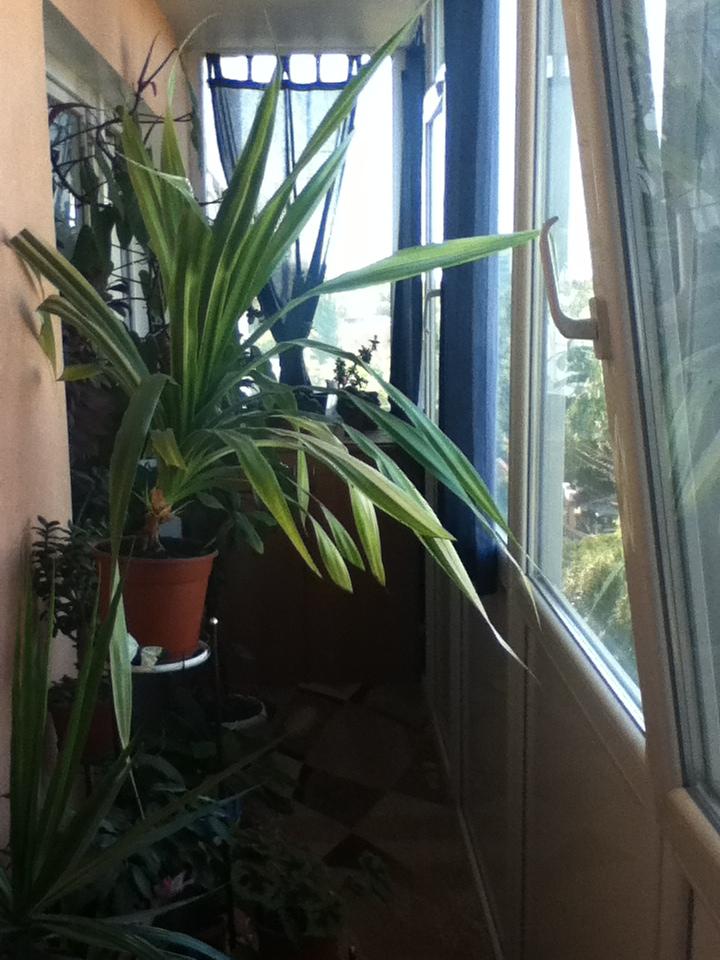 Фото квартиры 8